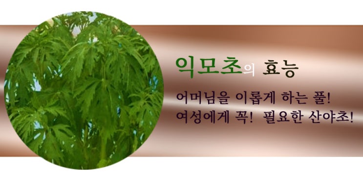  익모초. 어머님을 위한 산야초