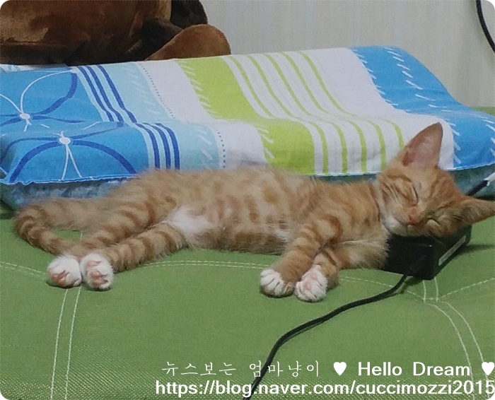  울 냥이 추억사진 2탄 코숏 모찌