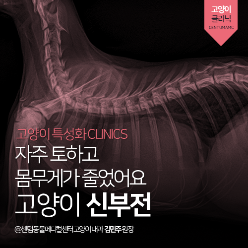  [고양이내과] 고양이 신부전 - 자주 토하고 몸무게가 줄었어요 (부산 연제구 거제동 연산동 고양이 동물병원, SDMA)