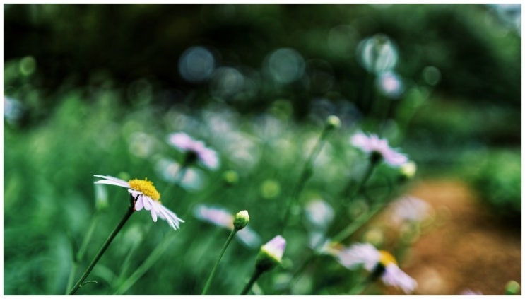  소니 fe35/1.8 렌즈 간단 사용기