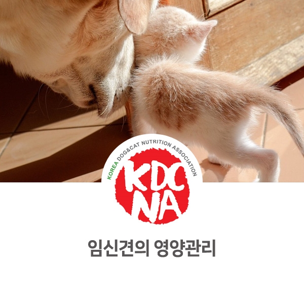 [반려인이 알아야할 필수 정보] 강아지 임신과 영양 관리 방법_37