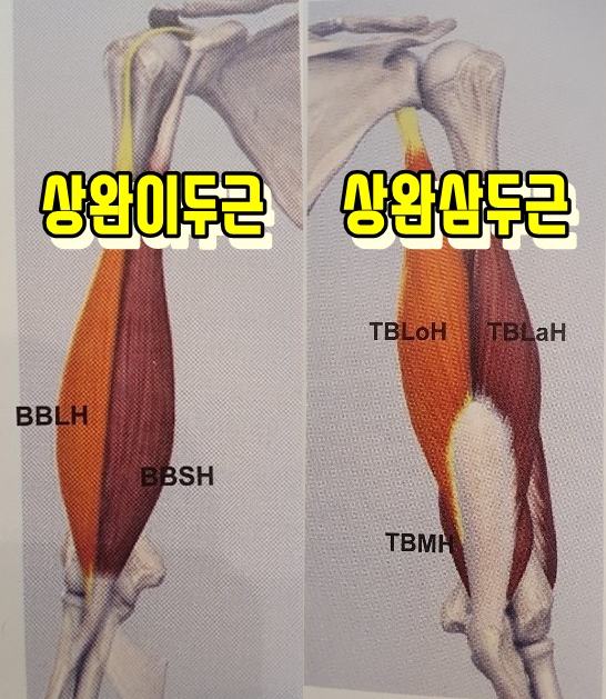 상완이두근(Biceps brachii BB), 상완삼두근(Triceps brachii TB) 위치 및 통증
