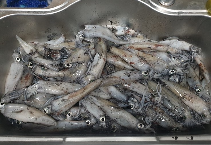  "무더운 한 여름밤 한치 100마리 낚시로 잡기" 남해안 제주항 방파제 갯바위 한치낚시 적정수온, 채비 노하우 테크닉 고급편