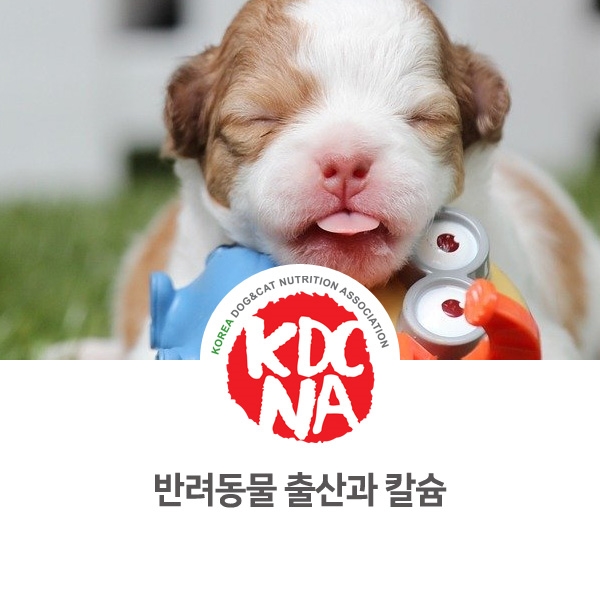  [반려인이 알아야 할 필수 정보] 예쁜 새끼강아지 탄생과 강아지 출산 및 칼슘_36