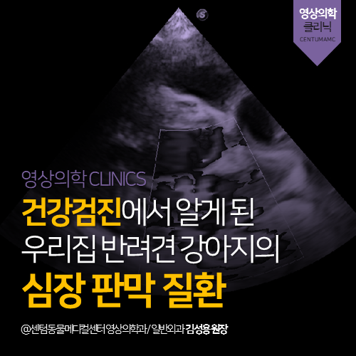  [영상의학과] 건강검진에서 알게 된 우리집 강아지(반려견)의 심장 판막 질환 (부산 남구 감만동 우암동 용당동 심장 초음파 전문 동물병원)