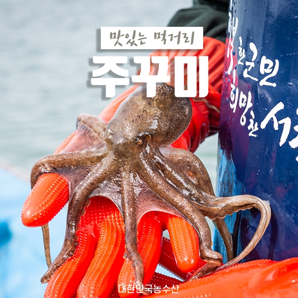  서해안 알배기 주꾸미 제철일때 먹어요 (feat.주꾸미 손질법)