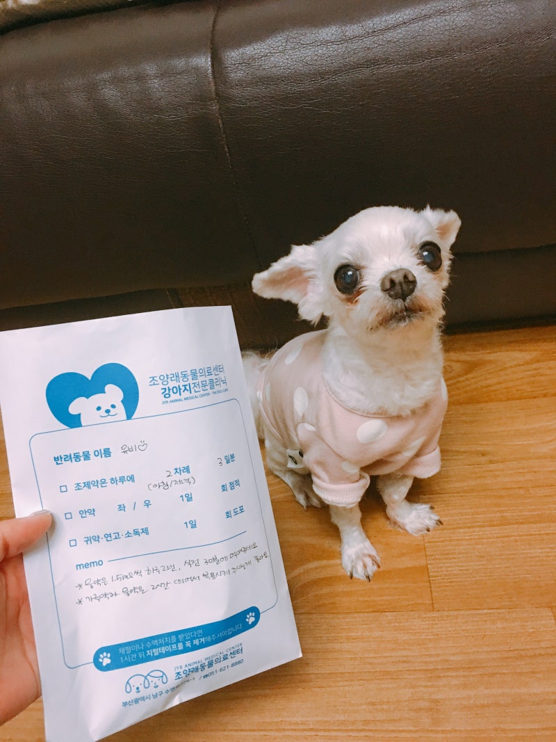 강아지 설사 피똥 혈변 후기들! : 네이버 블로그