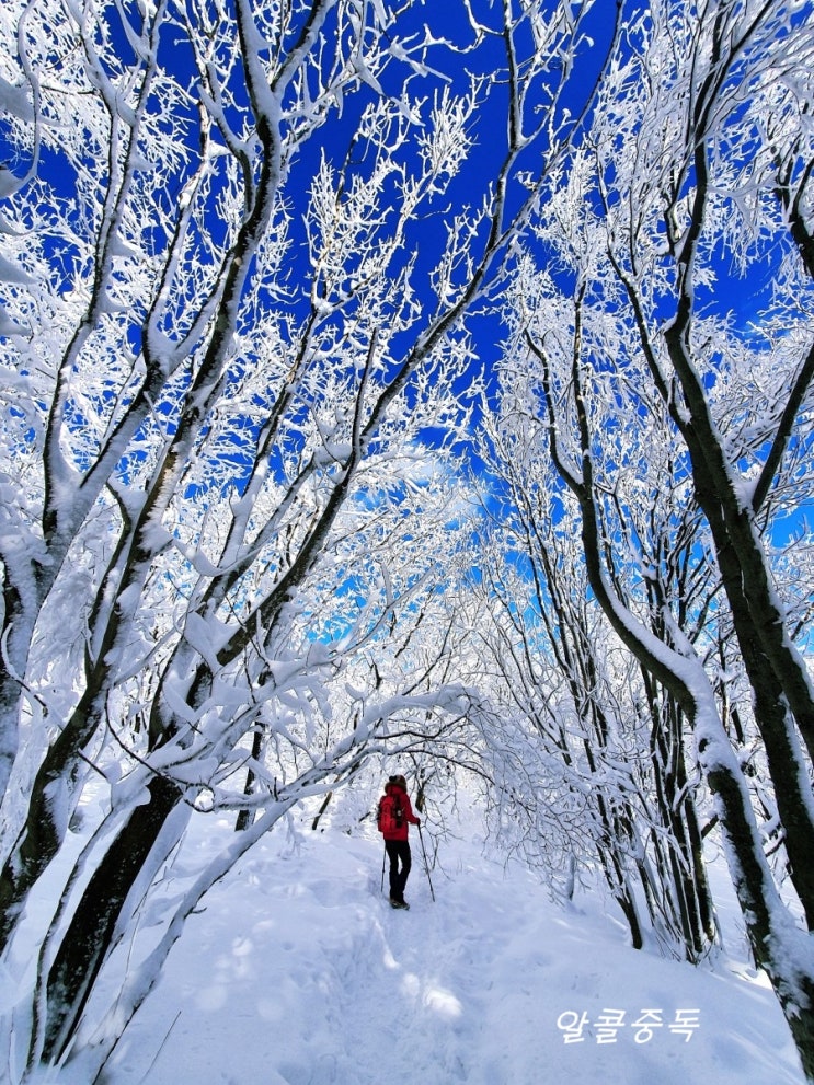  선자령(20.01.31)-2