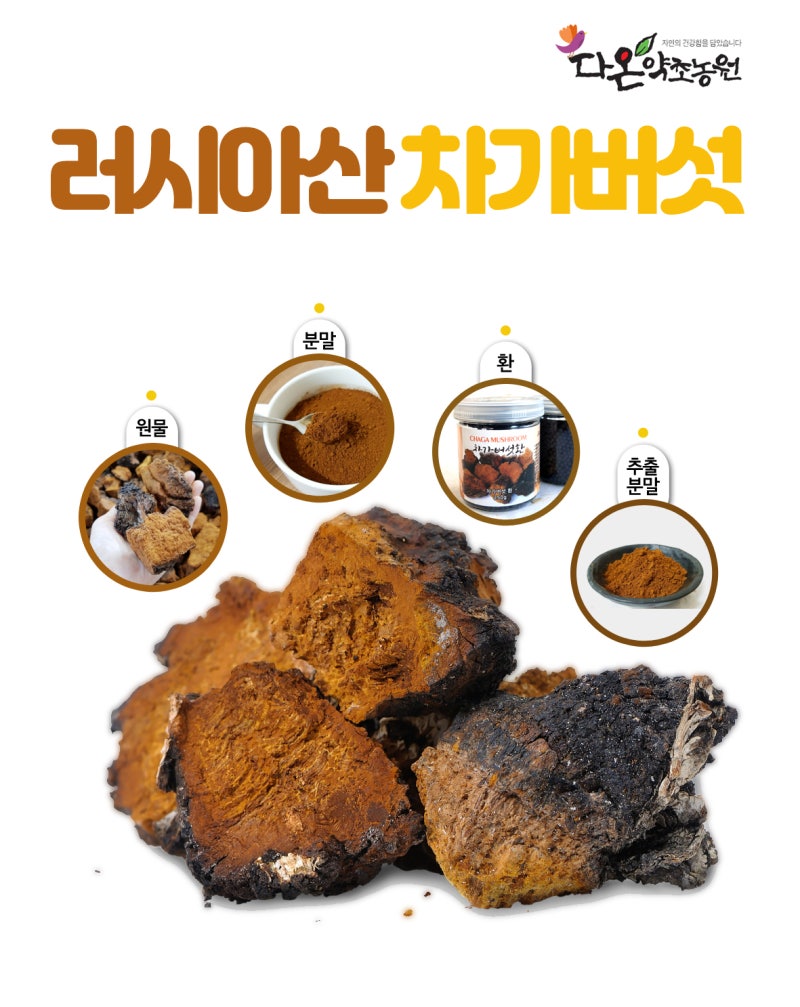 차가버섯추출물 알약추출분말차 먹는법 알아보기 18