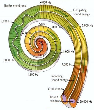  달팽이관의 기능/와우(cochlea)의 기능 (사직보청기, 거제보청기, 미남보청기)