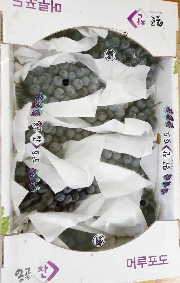 머루포도로 포도주 만들기.