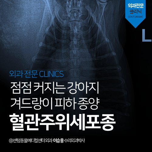  [외과] 강아지 혈관주위세포종 - 점점 커지는 겨드랑이 피하 종양! (부산 수영역 광안동 남천동 망미동 노령견 피부 종양수술 전문 동물병원)