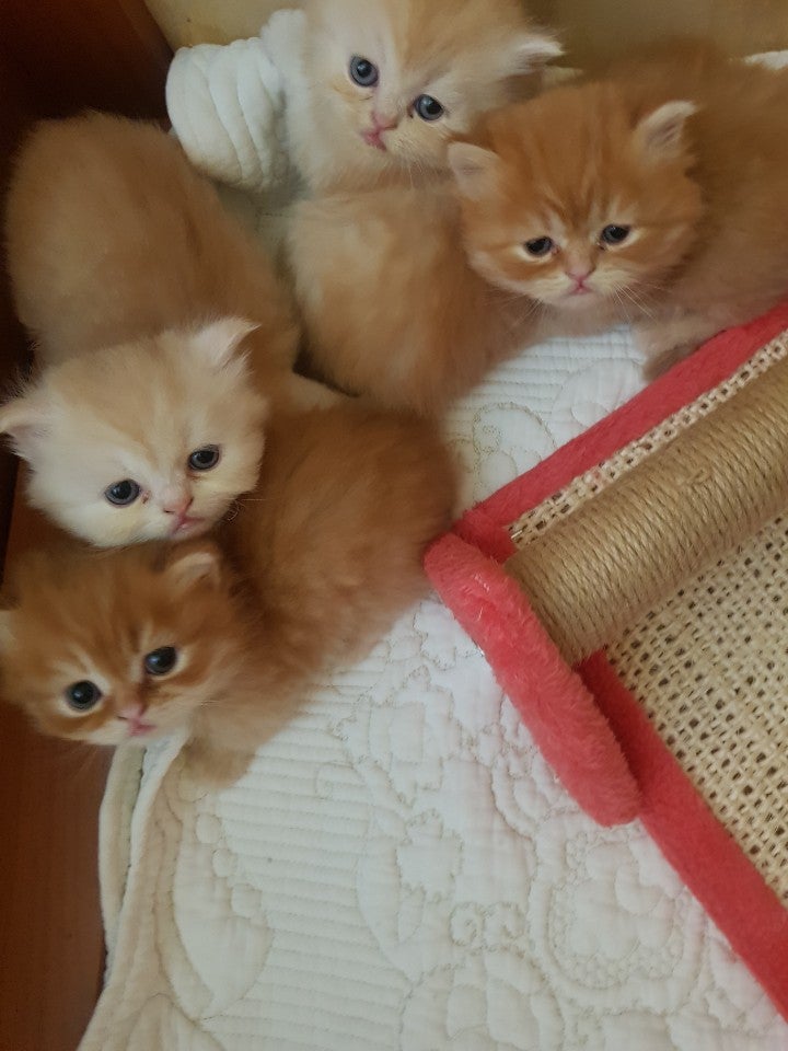 달빛고양이 사진 6