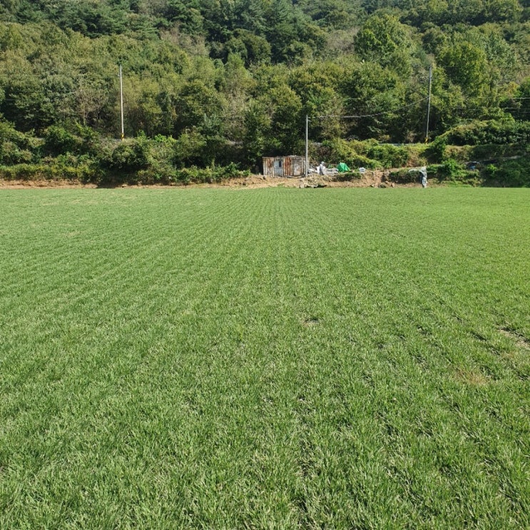  직접 재배하는 산소잔디,롤잔디,한국잔디,천연잔디,양잔디,금잔디 종류별로 다있네