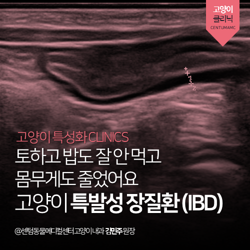  [고양이내과] 고양이 특발성 장질환 (IBD) - 토하고 밥도 잘 안 먹고 몸무게도 줄었어요 (부산 남구 대연동 문현동 우암동 분과전문 동물병원)