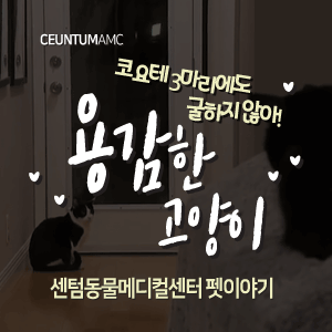  [동물뉴스]코요테 3마리에도 굴하지 않아! 용감한 고양이 (부산분과전문동물병원, 365일연중무휴)
