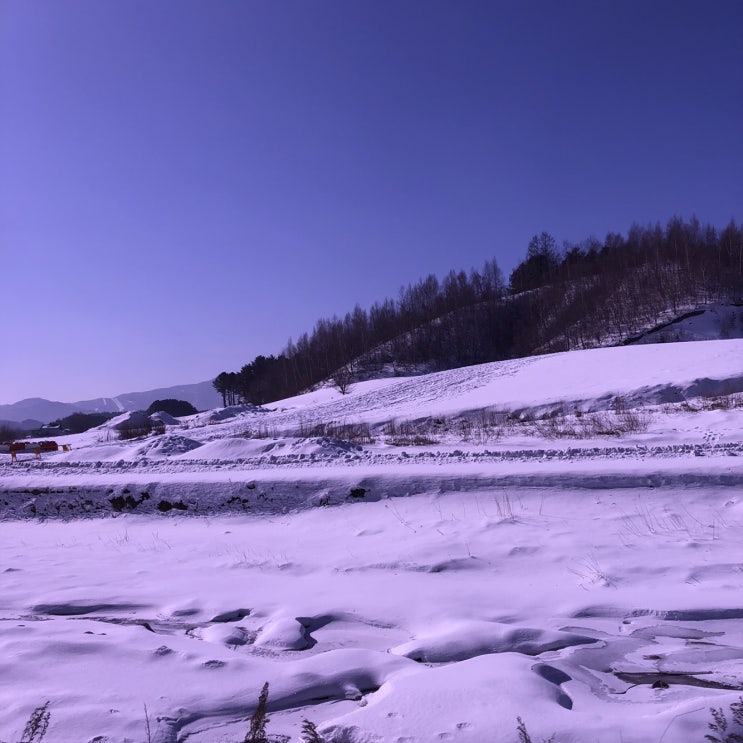  [강원도 평창 대관령 1박 2일] 양떼목장 / 하늘목장 / 강원도 여행 후기(강원도 평창 대관령 펜션, 그림펜션 후기)