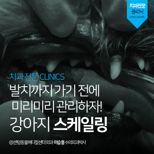  [치과] 강아지 스케일링 - 발치까지 가기 전에 미리미리 관리하자! (부산 남구 용호동 용당동 동물병원)