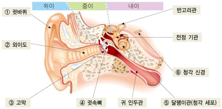  프리다이빙과 돌발성 난청 / 귀 먹먹함 [1부]
