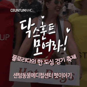  [동물뉴스]닥스훈트 모여라! 플로리다의 한 도심 걷기 축제 (부산분과전문동물병원, 365일연중무휴)