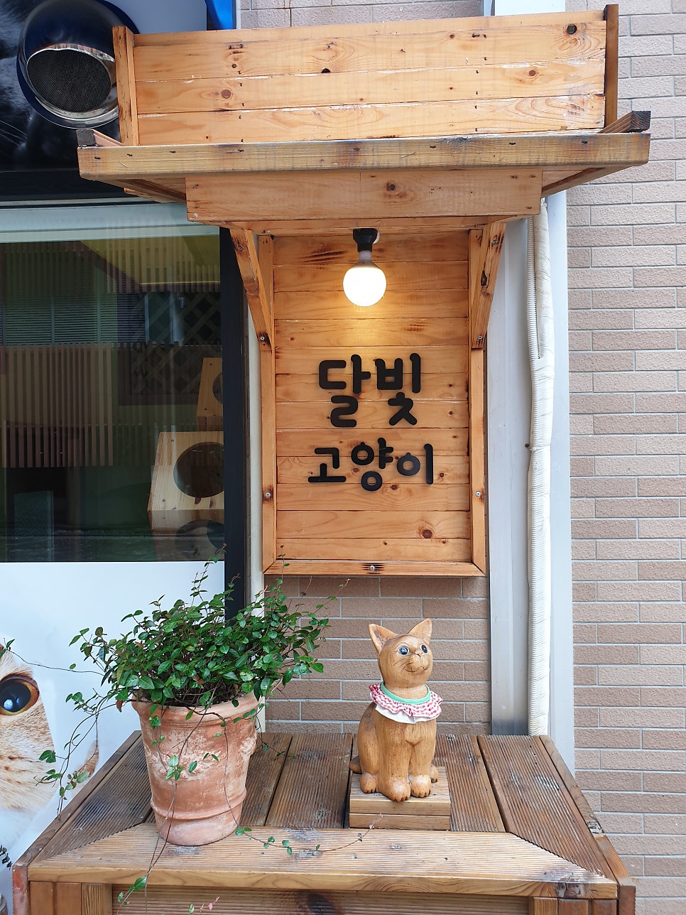 달빛고양이 사진 2