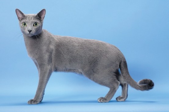  고양이 품종이 궁금해요(2) Russian blue