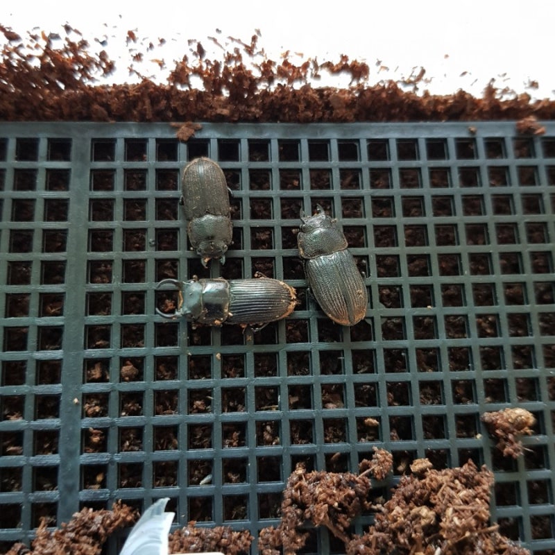 Aegus 산란세팅 : 네이버 블로그
