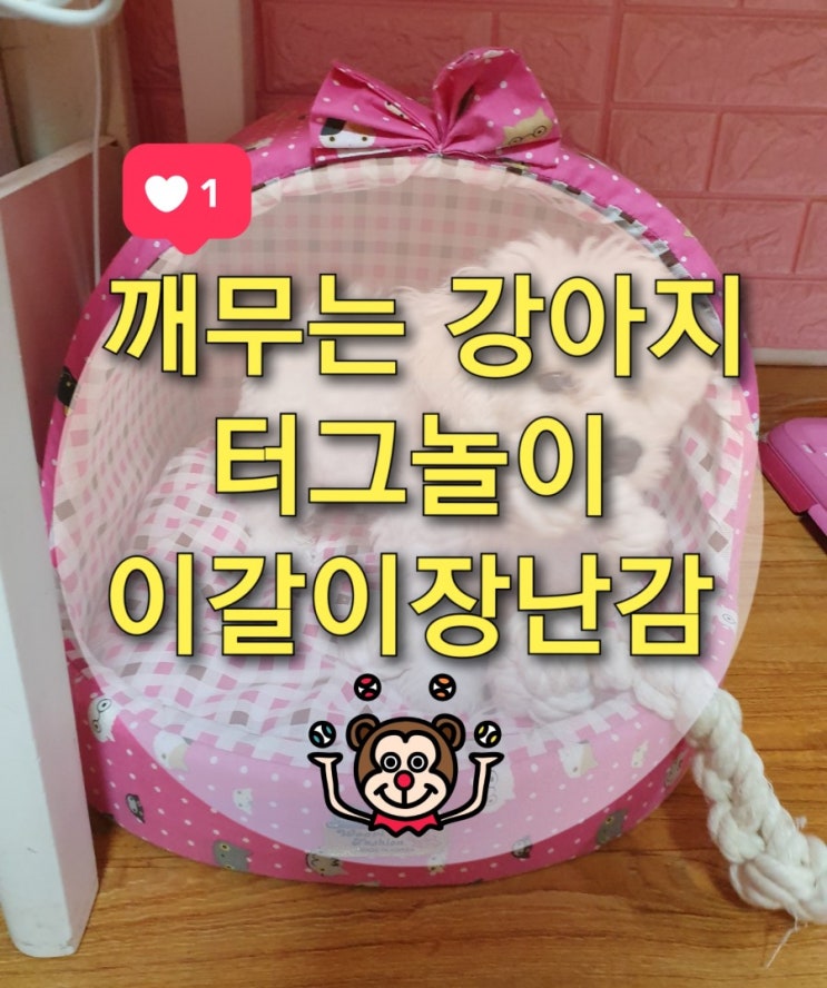  [냥글댕글] 새끼강아지 자꾸 물어요!! 강아지 이갈이 면로프 장난감으로 해결하기~
