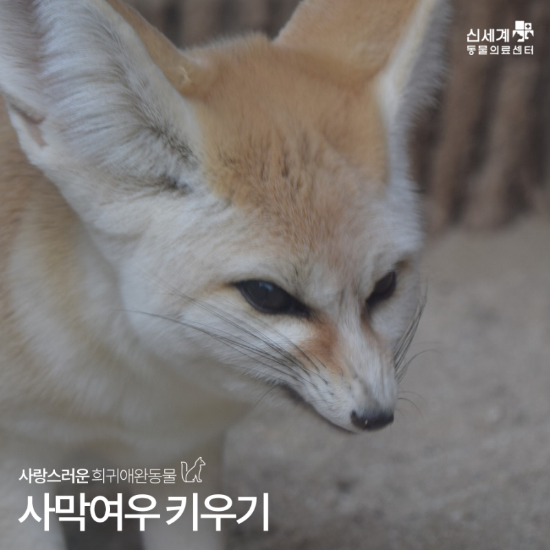 애완 사막여우 키우기 : 분양 전 성격부터 수명까지 알아두기! : 네이버 블로그
