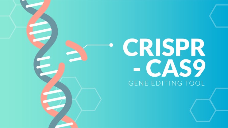 효소공학을 통해 초정밀 CRISPR tool 개발_Base editing