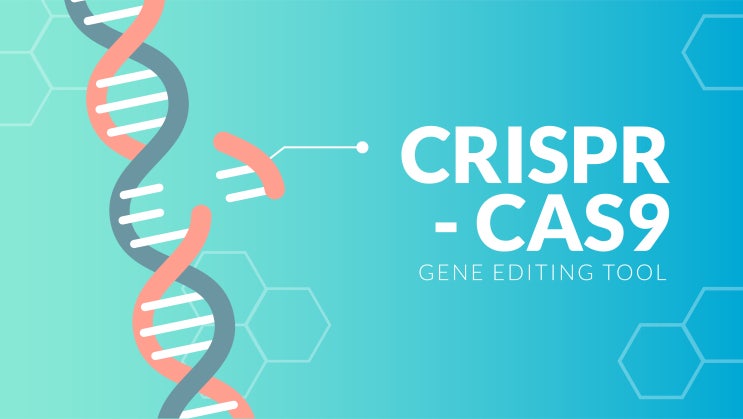  효소공학을 통해 초정밀 CRISPR tool 개발_Base editing