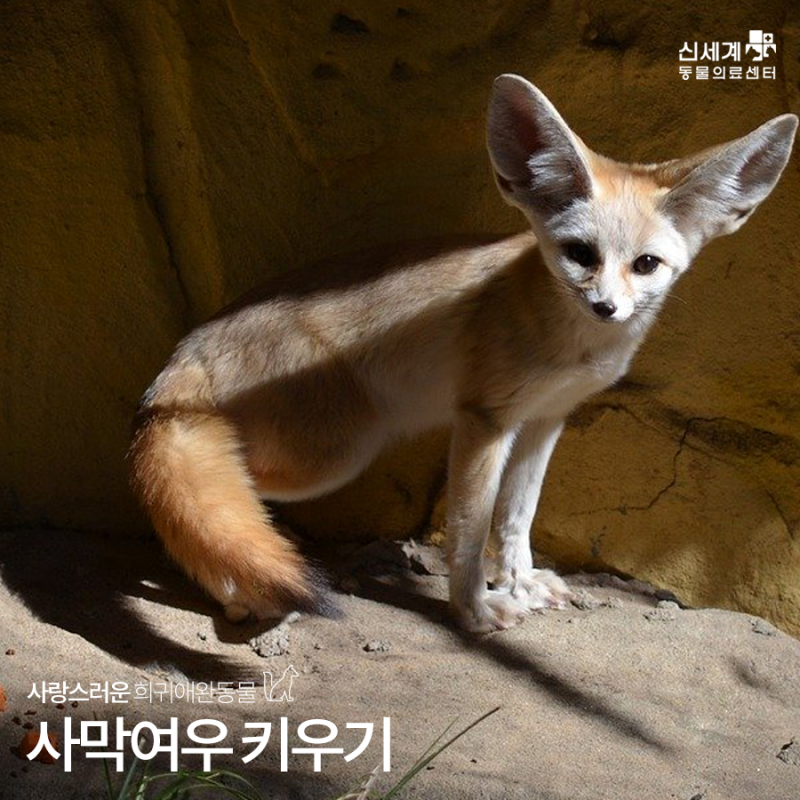 애완 사막여우 키우기 : 분양 전 성격부터 수명까지 알아두기! : 네이버 블로그