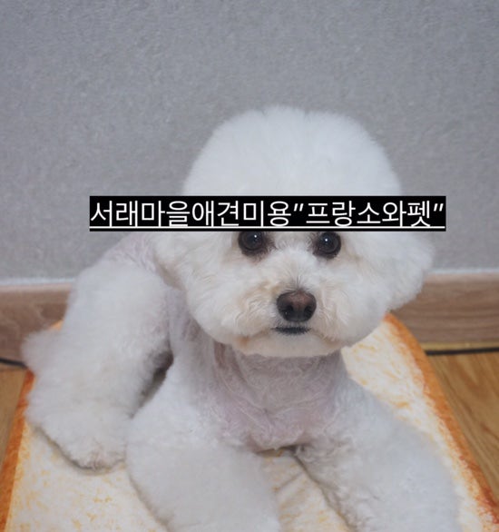 프랑소와펫 서래점
