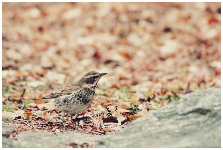  출근길 스냅 (a7m3 + ef70-210/3.5-4.5)