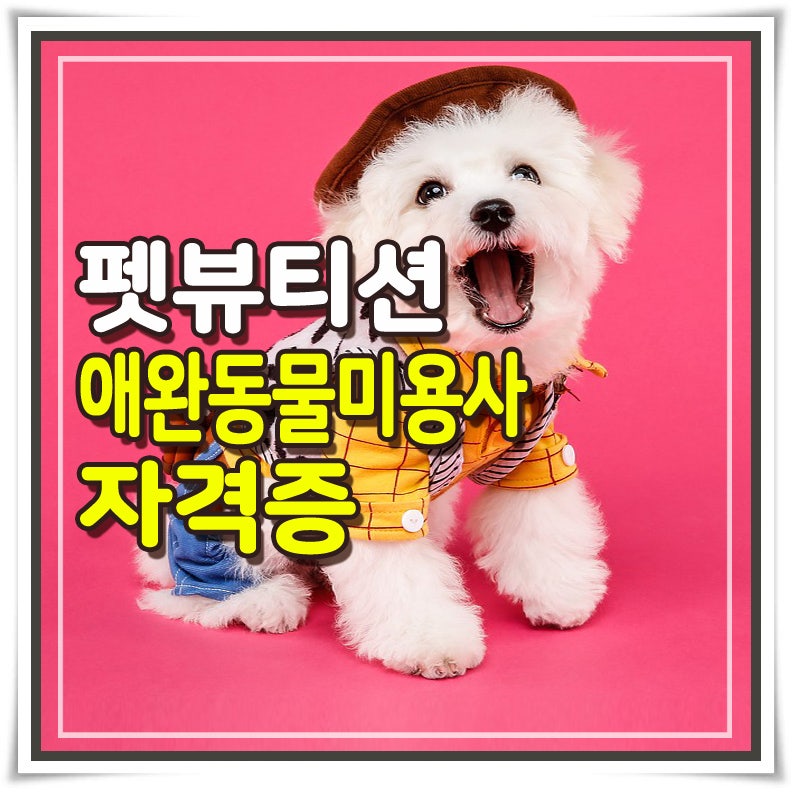 애완동물과 고양이 미용사 자격증 알아보기