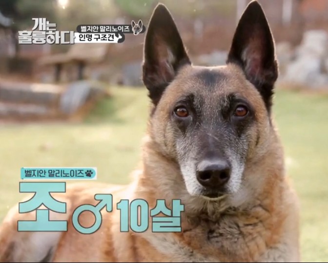  인명구조견~벨지안 말리노이즈~~개는 훌륭하다~