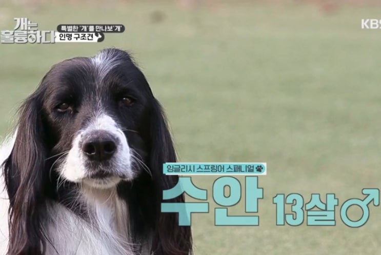  인명구조견~잉글리시 스프링어 스파니엘~~개는 훌륭하다~