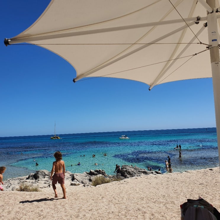 [퍼스여행 5일차]로트네스트 아일랜드(Rottnest Island), The basin, West end, 쿼카, 바다표범