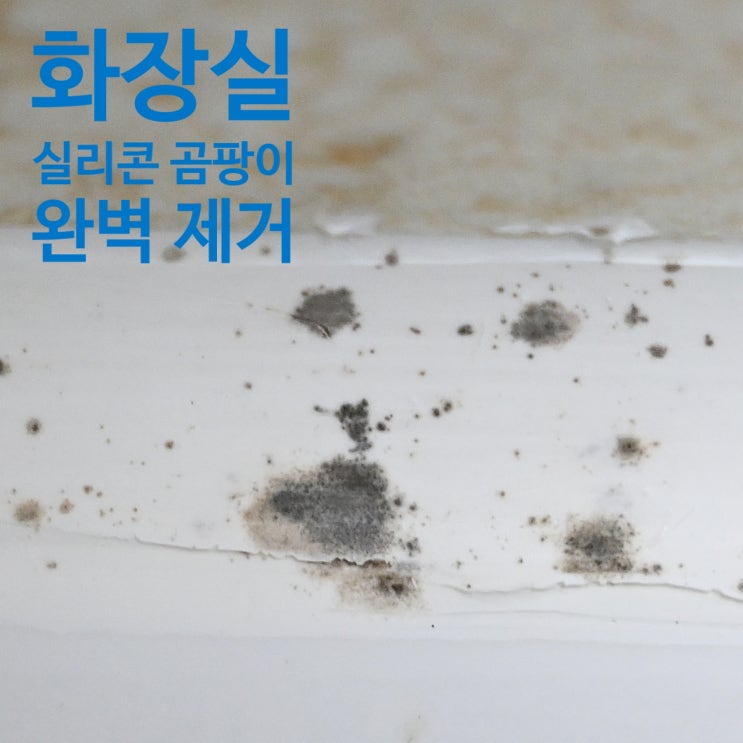  화장실 실리콘 곰팡이 완벽 제거