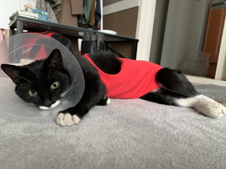  [일상]암컷 고양이 중성화 수술 후