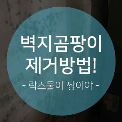  [셀프] 벽,벽지 곰팡이 제거 방법: 락스물 활용