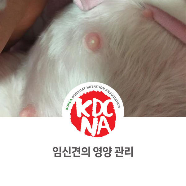  [반려인이 알아야 할 필수 정보] 임신한 강아지(임신견) 영양 관리 방법_39