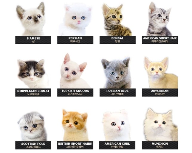 고양이 품종 구분법, 오드아이란 무엇일까?,순한품종은? : 네이버 블로그