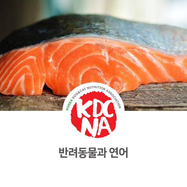  [강아지 고양이 음식 정보] 반려동물과 연어에 대해 알아보자_138