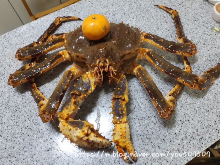  블루 킹크랩 시즌, kg당 45000원에 맛있는 블루 킹크랩 먹어봤습니다~, 킹크랩 찌는 법