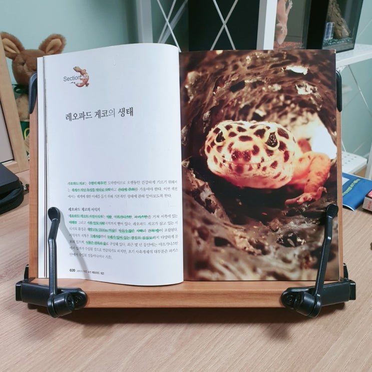  레오파드 게코 사육 정보 Chapter 01-02 (레오파드 게코의 생태)