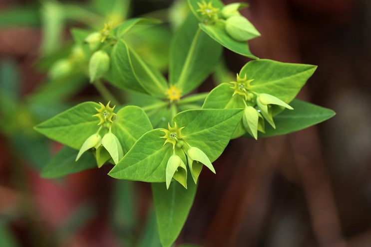 대극속(Euphorbia) 8종