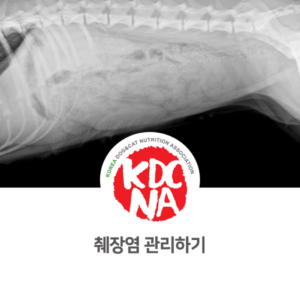  [반려동물 영양 전문가 양성] 웰시코기 막내 췌장염 관리하다_101