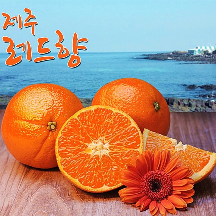  말해 뭐해~ 비바채 레드향 제주 감귤 선물세트 3kg 5kg 제주귤 한라봉 황금향 제주밀감 조생귤 노지귤 선물용 겨울과일 1박스 D 레드향 선물세트 5k -최저가