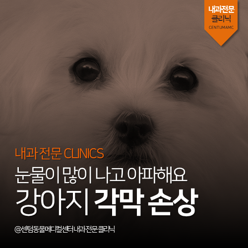  [내과] 강아지 각막 손상 - 눈물이 많이 나고 아파해요 (부산 수영구 남구 연제구 안과 동물병원)